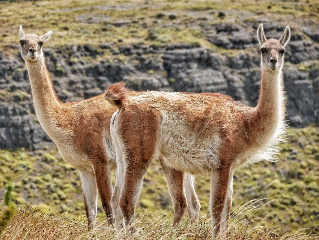 two guanacos watching into the camera