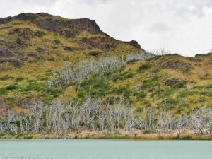 dead trees at lake nordenskjöld in torres del paine