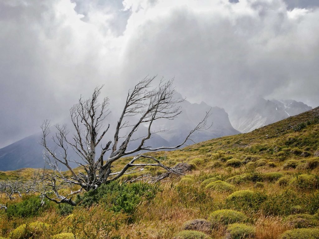 Bizarre tree in Patagonia