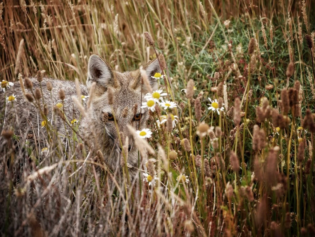 fox looking through grass in Patagonia