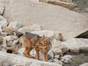 fox laguna torres del paine