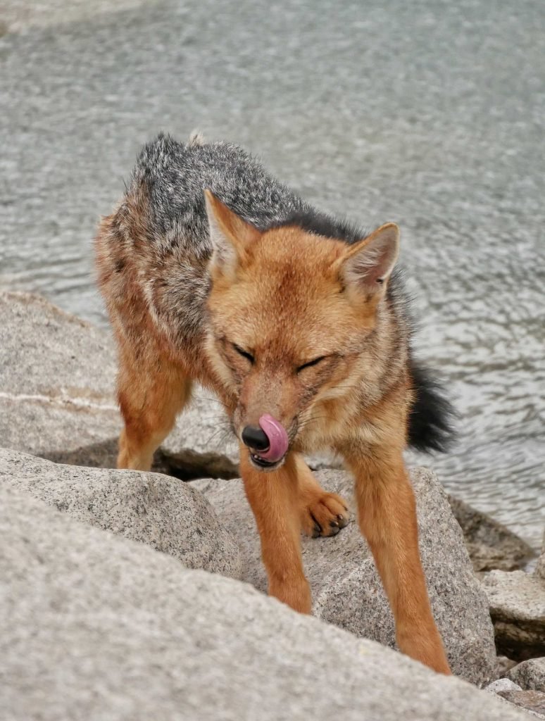 fox tongue licking nose patagonia