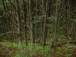 forrest on the way to torres del paine