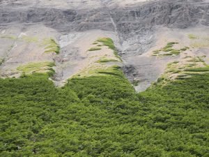 interesting tree formations on montains in Patagonia