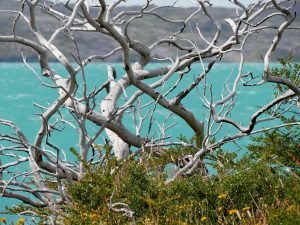 dead trees lake pehoe