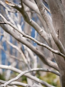 branch tree structures in Patagonia