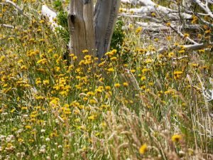 dandelion in torres del paine