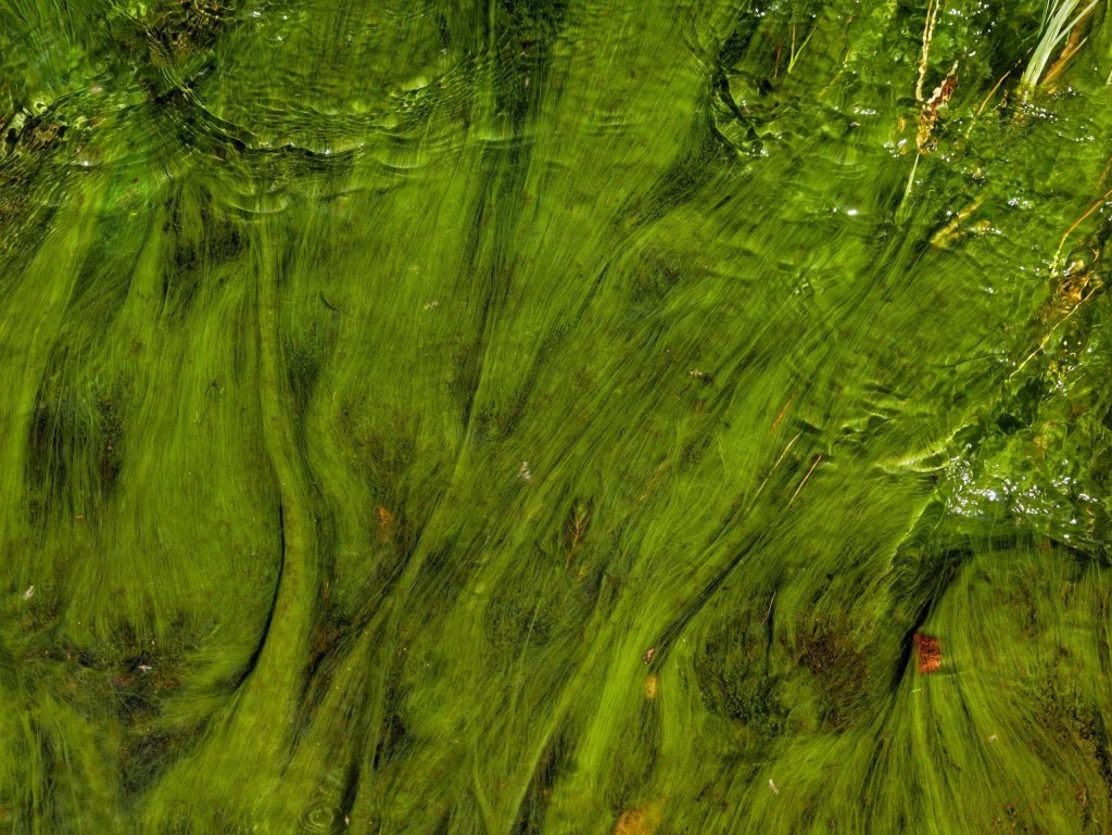 algae river patagonia