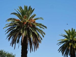 palms in Colonia del Sacramento Uruguay