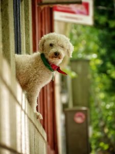 dog looking out from window