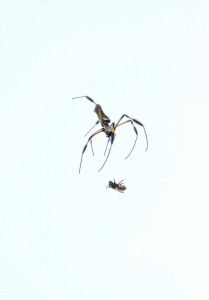 spiders macro eating bee catched in net