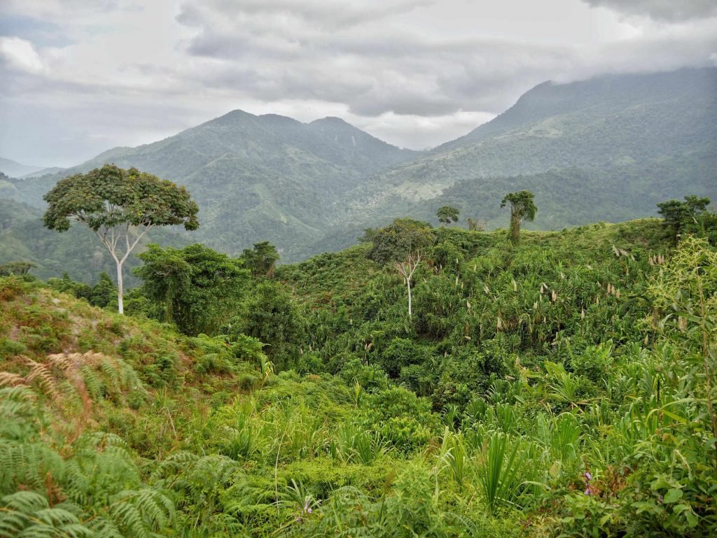 jungle in Colombia