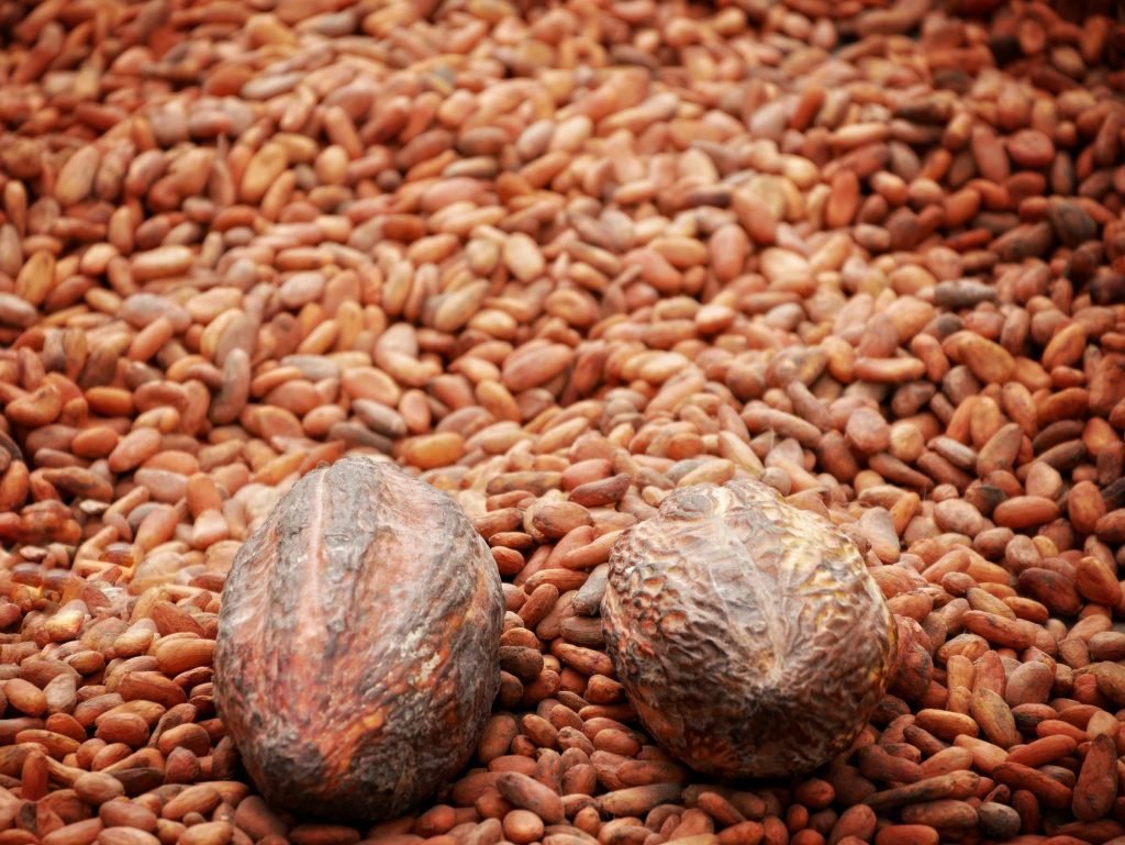 cacao beans Colombia