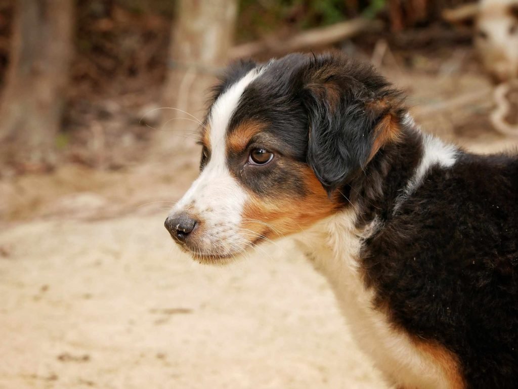 little dog puppy in colombian jungle