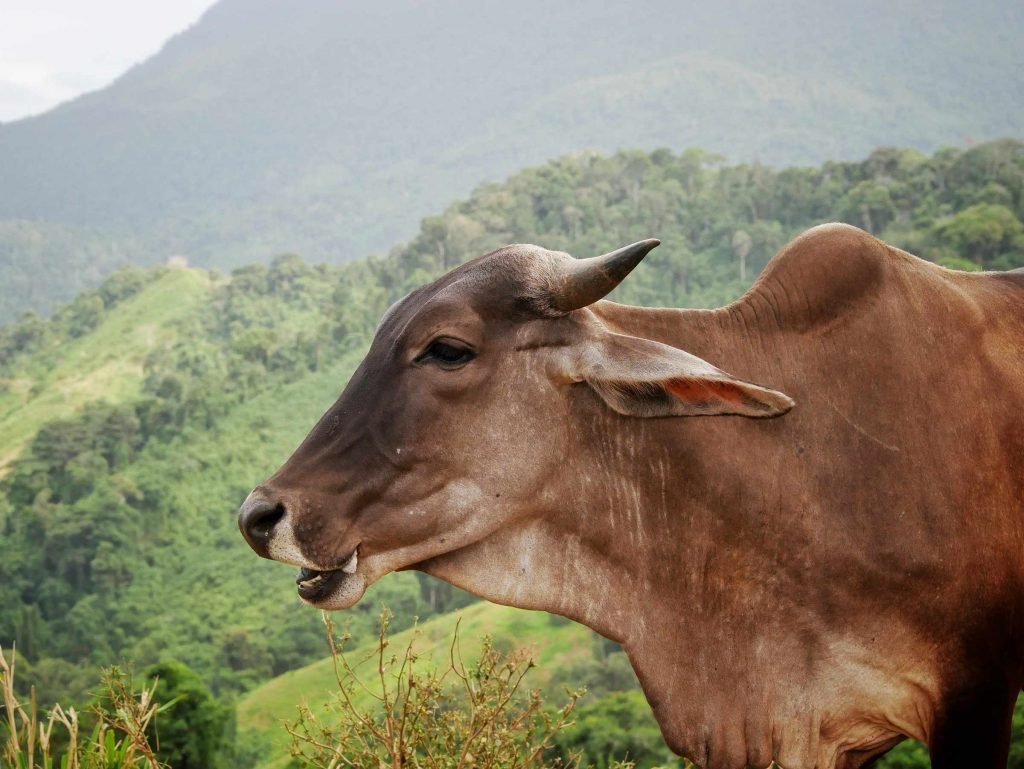 cow in jungle