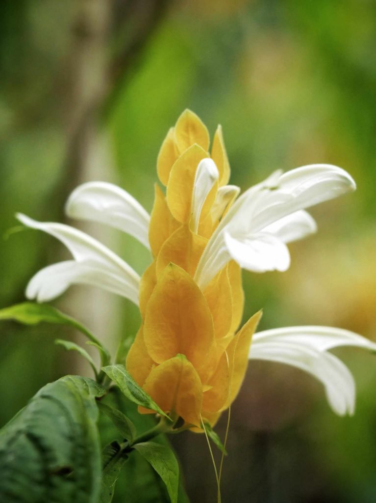 flowers in colombian jungle