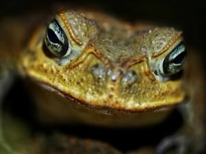 frog at night in colombian jungle