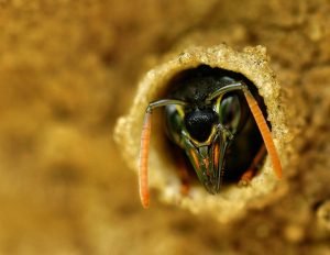 macro of black wasp in house