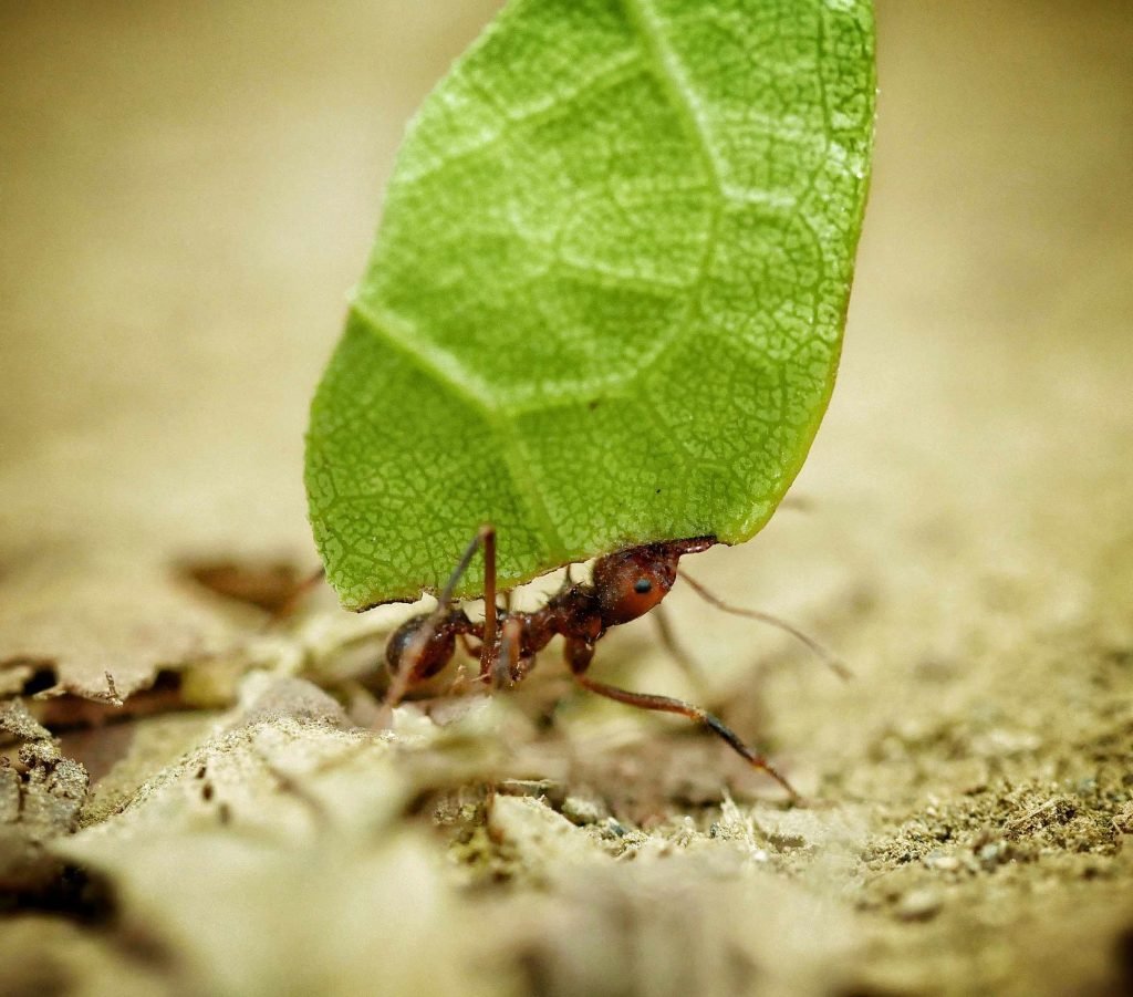 leaf cutter ant carrying a piece of leaf in colombia jungle