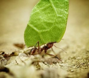 leaf cutter ant carrying a piece of leaf in colombia jungle