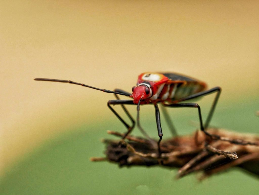 red bug macro