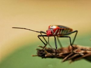 red bug macro