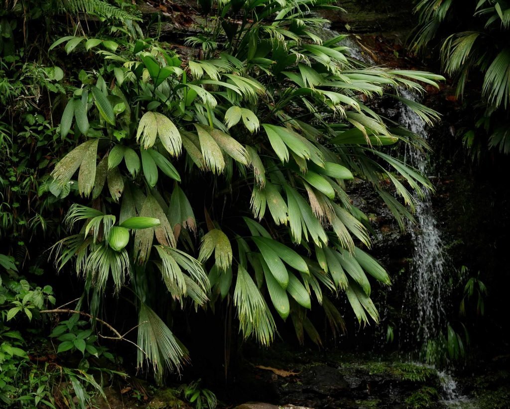 colombian jungle waterfall