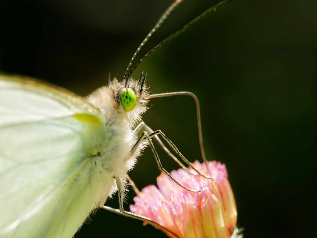 white butterfly with green eyes on flower