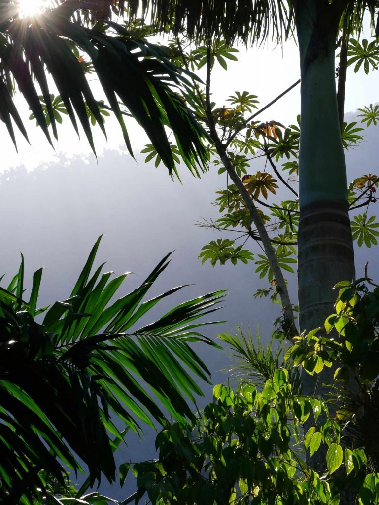 colombia jungle in sunrise