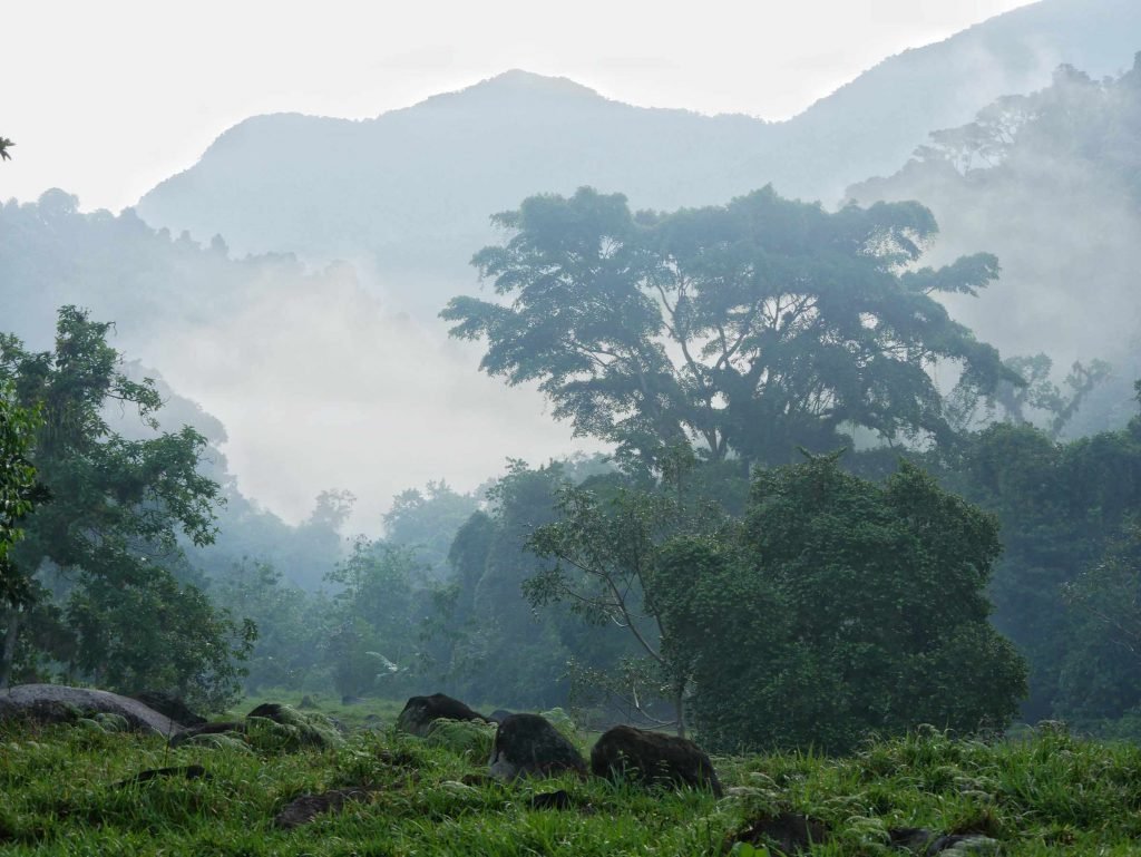 fog colombia jungle