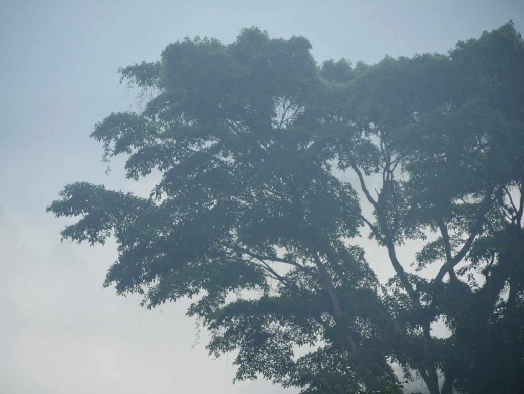 tree in fog colombia