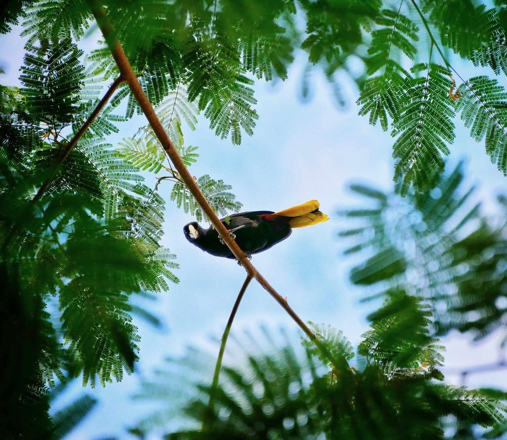 orupendula bird colombia