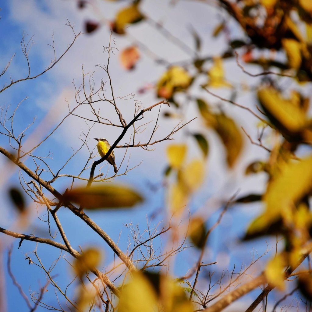 flyeater bird yellow Colombia