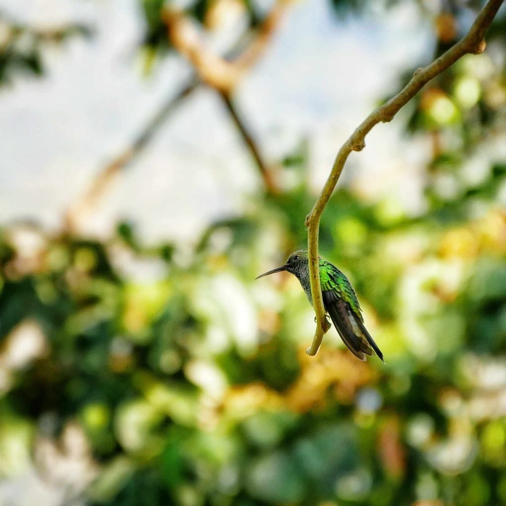 green hummingbird sitting on branch in Colombia