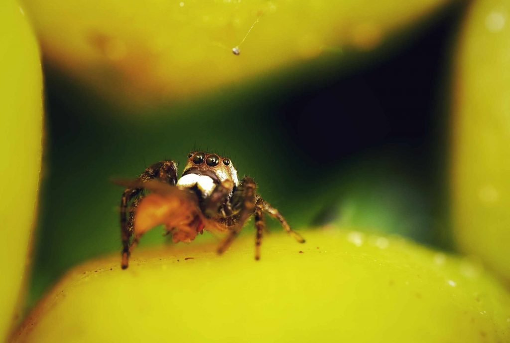 jumping spider eating