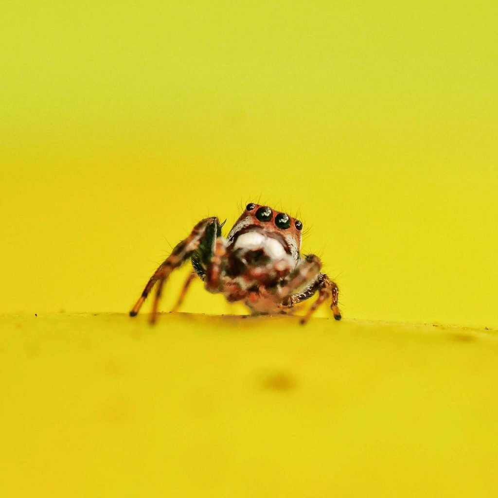 jumping spider performance