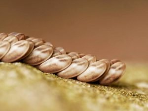 insect eggs in colombia