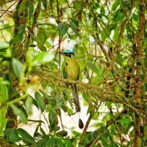 motmot barranquillo sitting on branch in Jardin