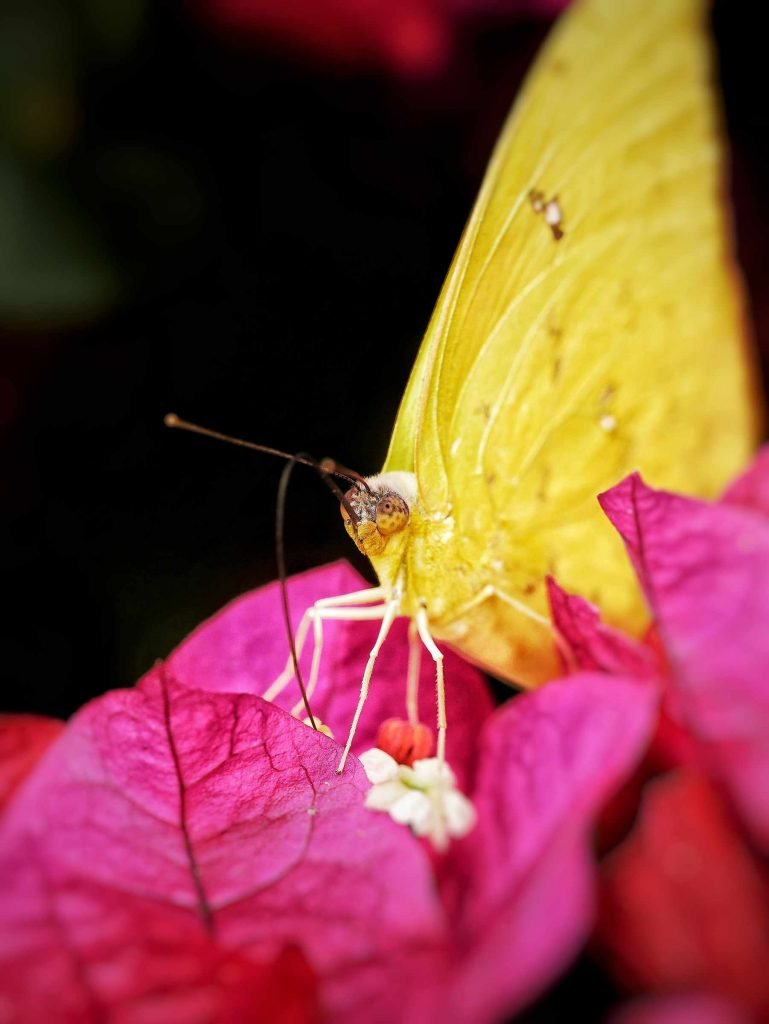yellow butterfly on violet flower macro