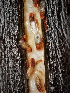 striped fruit flies macro