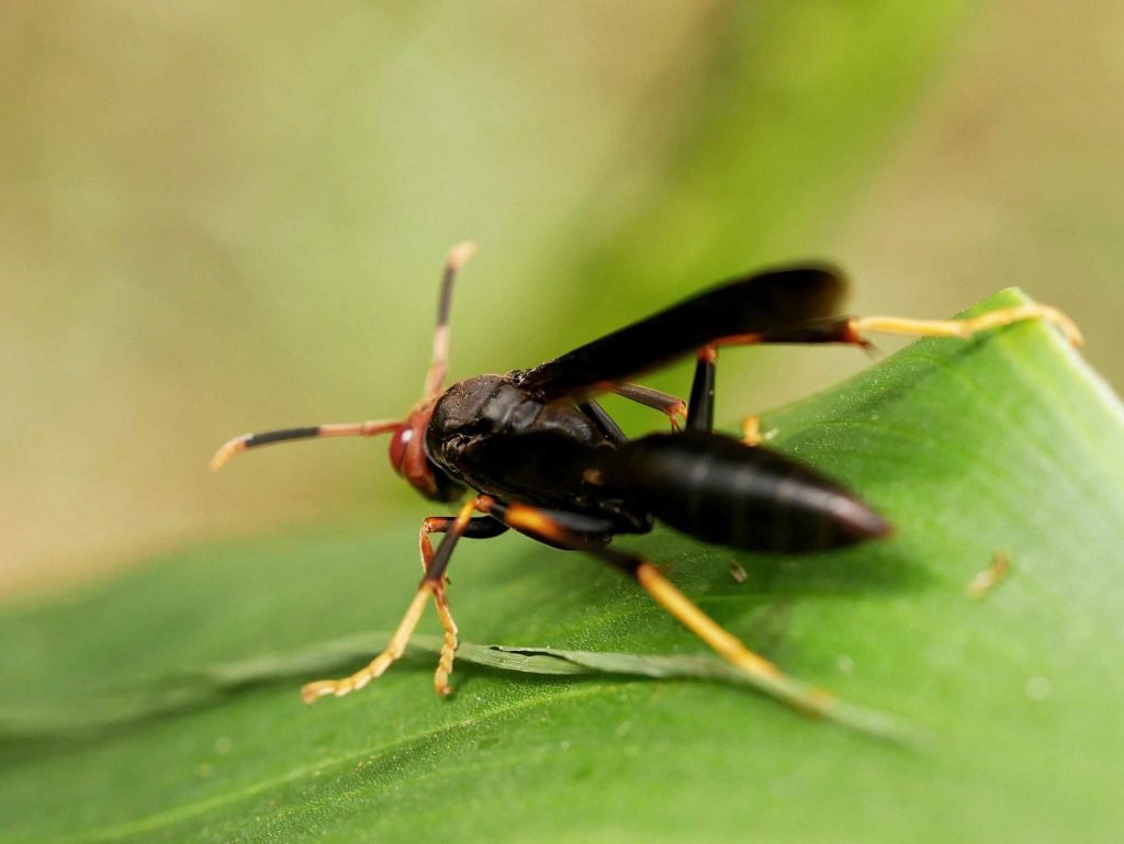 big black wasp