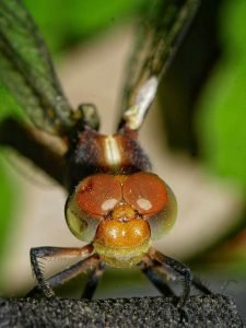 dragon fly eyes macro