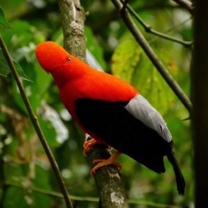 Red Andean cock-of-the-rock gallito de las rocas