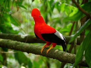 Red Andean cock-of-the-rock gallito de las rocas