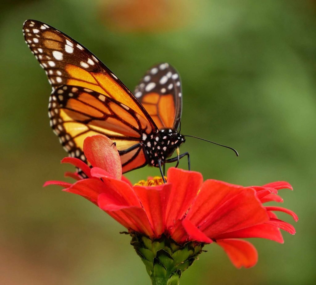 orange black butterfy on red flower macro