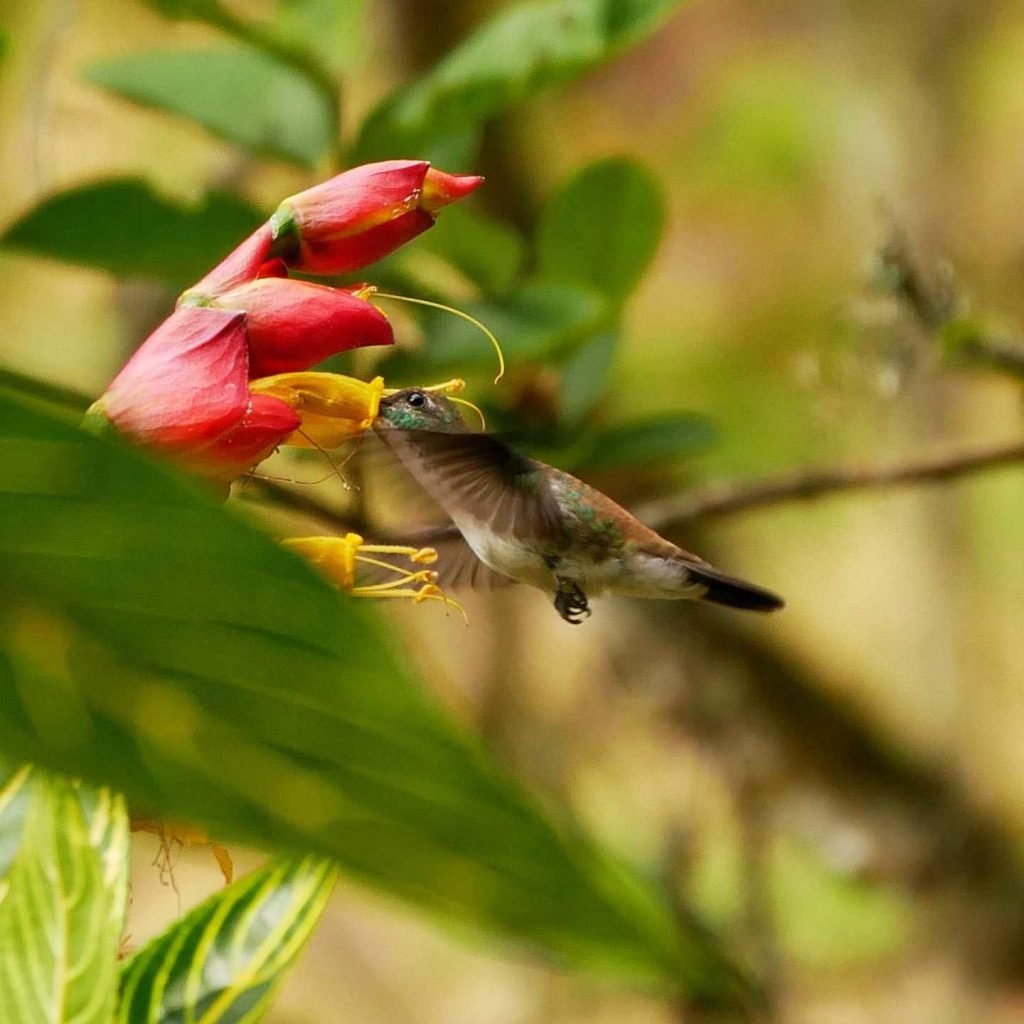 flying hummingbird snacking flower nectar