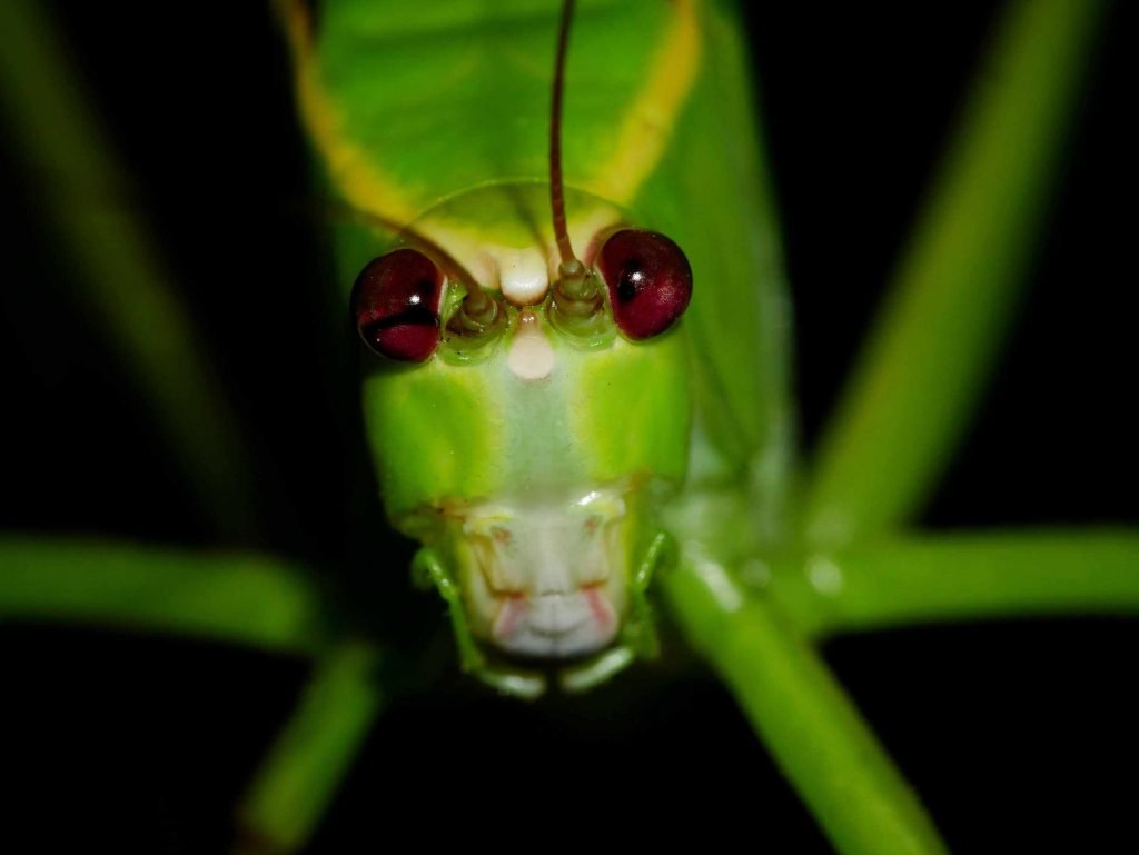 giant green grasshopper macro