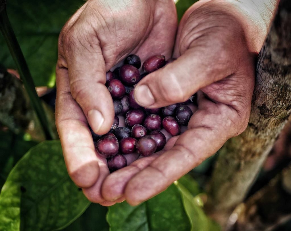 hands with red ripe coffee beans