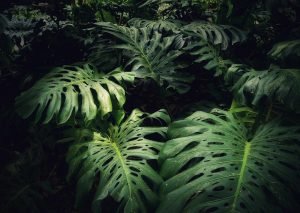 monstera leafs big