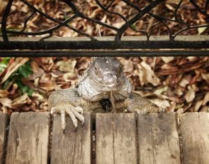 iguana looking into the camera